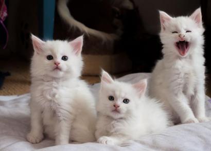 Zašto žena sanja male mačiće: knjiga snova malih mačića Zašto žena sanja 2 mačića